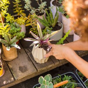 Cuidando suculentas y plantas de interior