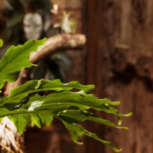 Detalle de helecho sobre madera