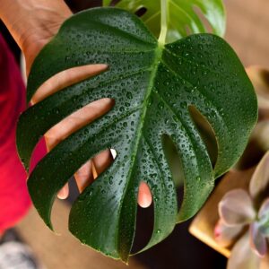 Hoja de monstera con gotas de agua
