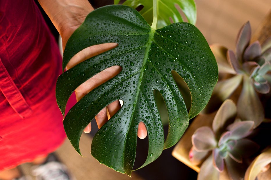 Hoja de monstera con gotas de agua