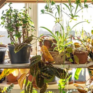 Plantas a contraluz junto a la ventana