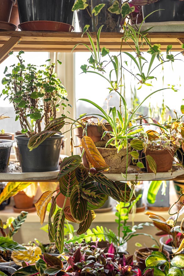 Plantas a contraluz junto a la ventana