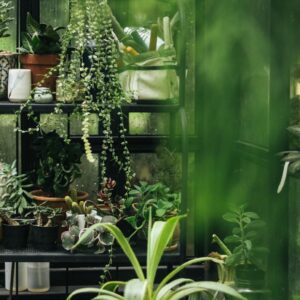 Estantería llena de plantas en Plantassik World