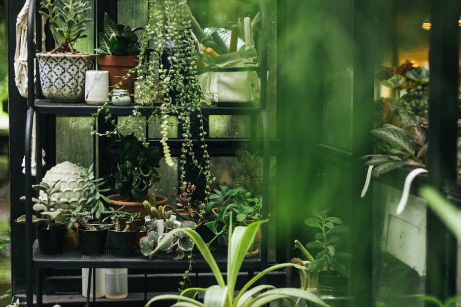 Estantería llena de plantas en Plantassik World